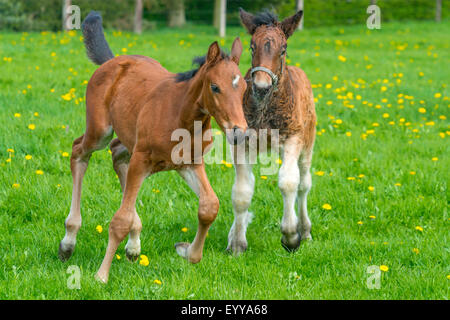 Cavalli domestici (Equus przewalskii f. caballus), due puledri giocare in un prato, in Germania, in Renania settentrionale-Vestfalia Foto Stock