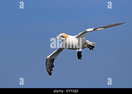 Adulto Northern Gannet in volo Foto Stock