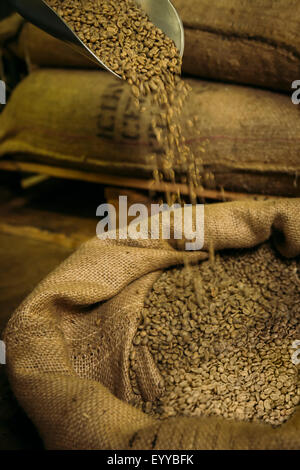 Pala versando raw coffee beans in sacco Foto Stock