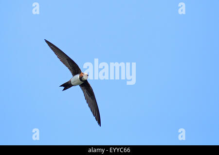 Alpine swift (Apus melba, Tachymarptis melba), volare, Bulgaria, Kaliakra Foto Stock