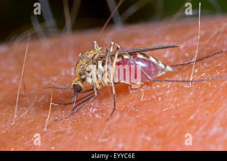 Zanzara Aedes (spec.), succhiare sangue femmina su braccio umano, Germania Foto Stock