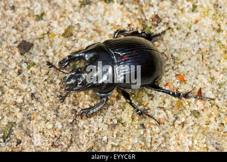 Minotauro beetle (Typhaeus typhoeus, Typhoeus typhoeus), maschio, Germania Foto Stock