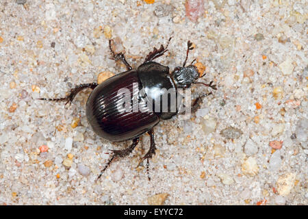 Minotauro beetle (Typhaeus typhoeus, Typhoeus typhoeus), femmina, Germania Foto Stock