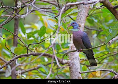 Bolle di piccione (Columba bollii), seduti in un fico, Isole Canarie La Palma Foto Stock