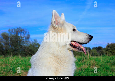 Berger Blanc Suisse (Canis lupus f. familiaris), ritratto , Germania Foto Stock