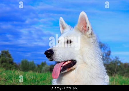 Berger Blanc Suisse (Canis lupus f. familiaris), ritratto prima di cielo blu, Germania Foto Stock
