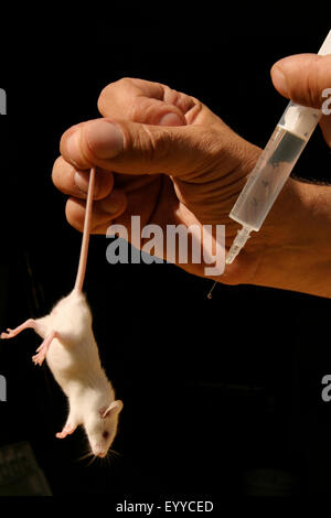 Casa mouse (Mus musculus), con mano penzoloni mouse bianco e la siringa, esperimento sugli animali Foto Stock