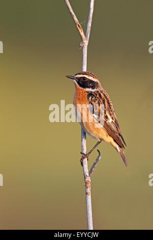 (Whinchat Saxicola rubetra), maschio seduta a una levetta, Grecia LESBO Foto Stock