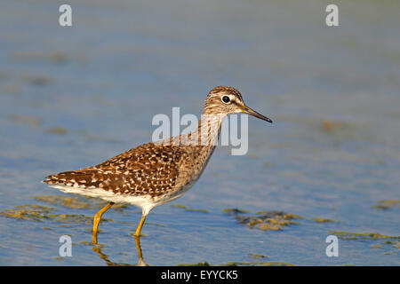 Wood sandpiper (Tringa glareola), guadare acqua, Grecia LESBO Foto Stock