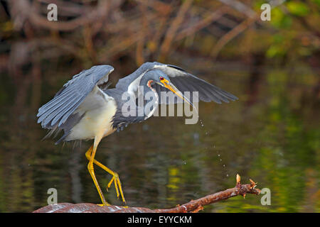 Louisiana Heron, Tricolore Heron (Egretta tricolore), cerca di pesci, STATI UNITI D'AMERICA, Florida Everglades National Park Foto Stock