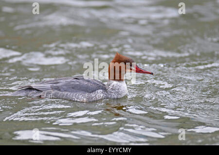 Smergo maggiore (Mergus merganser), nuoto femminile, Paesi Bassi, Frisia, Makkum Foto Stock