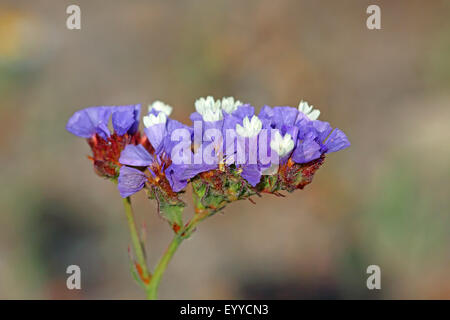 Sinuata statice, perenne sea-lavanda, alato sea-lavanda, wavyleaf sea-lavanda (Limonium sinuatum), Blossom, Grecia, Lesbo Foto Stock