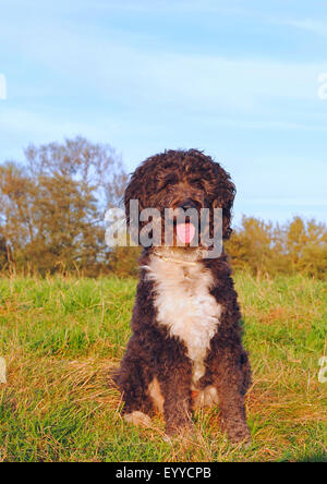 Aussiedoodle (Canis lupus f. familiaris), tre anni poodle pastore australiano di razza mista cane maschio seduto in un prato, Germania Foto Stock