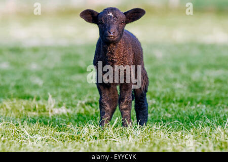 Gli animali domestici delle specie ovina (Ovis ammon f. aries), nero-marrone di agnello in piedi in un prato, in Germania, in Renania settentrionale-Vestfalia Foto Stock