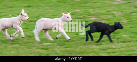 Gli animali domestici delle specie ovina (Ovis ammon f. aries), tre agnelli in esecuzione in un prato, in Germania, in Renania settentrionale-Vestfalia Foto Stock