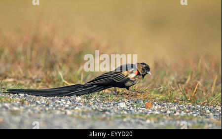 Long-tailed Vedova orientale del (Coliuspasser progne, Euplectes progne), maschio cerca di cibo sul terreno, Sud Africa, nord ovest della provincia, Barberspan il santuario degli uccelli Foto Stock