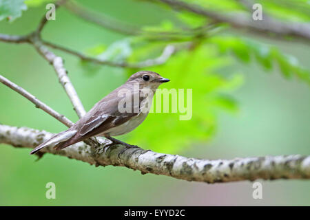 Semi-collare (flycatcher Ficedula semitorquata), femmina su un ramo, Bulgaria, Goritsa Foto Stock