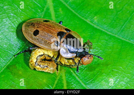 Quattro-spotted seppellire beetle (Xylodrepa quadrimaculata, Dendroxena quadrimaculata), con catturato caterpillar, Germania Foto Stock