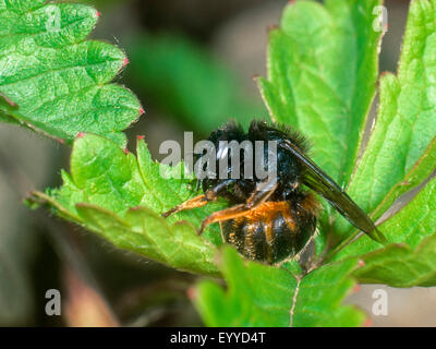 In bicolore mason bee (Osmia bicolor), femmina morde le foglie per il nesting, Germania Foto Stock