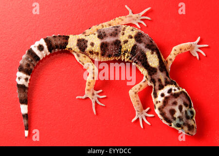 Leopard gecko (Eublepharis macularius), su sfondo rosso Foto Stock