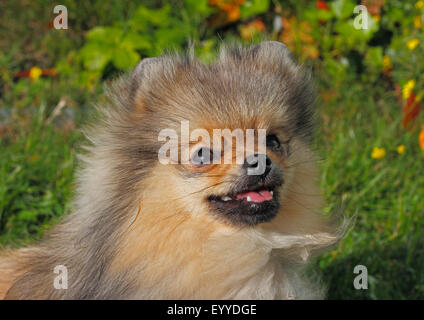 Pomerania (Canis lupus f. familiaris), il ritratto di un otto anni cane maschio, Germania Foto Stock