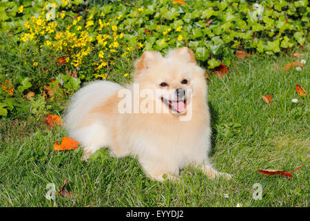 Miniatura Spitz (Canis lupus f. familiaris), due anni vecchio cane maschio giacente in un prato, Germania Foto Stock