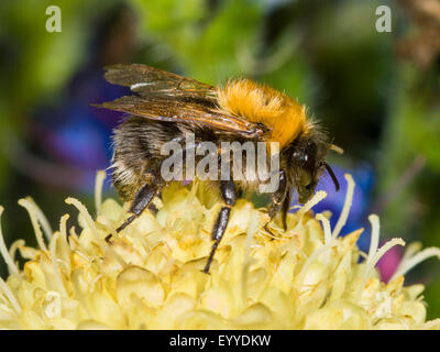 Tree Bumblebee, nuovo giardino Bumblebee (Bombus hypnorum, Psithyrus hypnorum), rovistando su Cephalaria gigantea, Germania Foto Stock