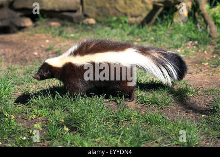 Skunk striato (Mephitis mephitis), in un prato Foto Stock