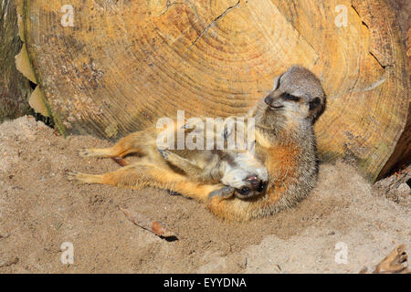 Suricate, sottile-tailed meerkat (Suricata suricatta), due suricates snuggling gli uni con gli altri Foto Stock