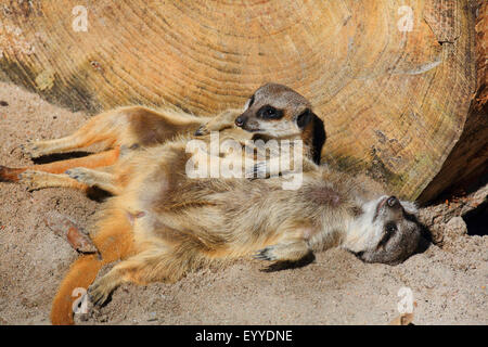 Suricate, sottile-tailed meerkat (Suricata suricatta), due suricates snuggling gli uni con gli altri Foto Stock