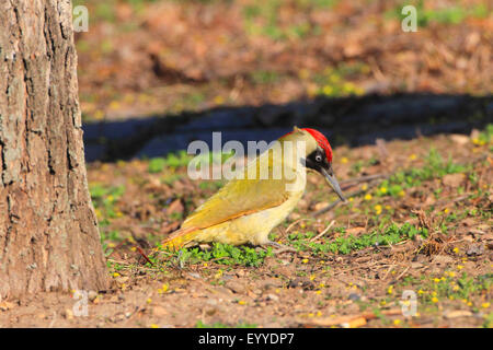 Picchio verde (Picus viridis), femmina sui mangimi sul terreno, Germania Foto Stock