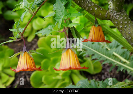 In canarie campanula (Canarina canariensis), fiori, Isole Canarie, Tenerife, Chamorga Foto Stock