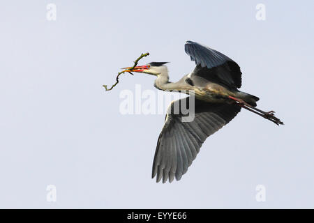 Airone cinerino (Ardea cinerea), vola con materiale di nidificazione nella sua bill, Germania Foto Stock