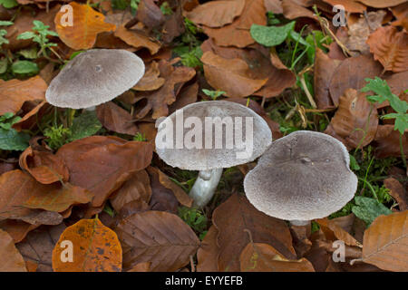 Il cavaliere grigio, sporca (tricholoma Tricholoma terreum, Tricholoma myomyces), con foglie, Germania Foto Stock