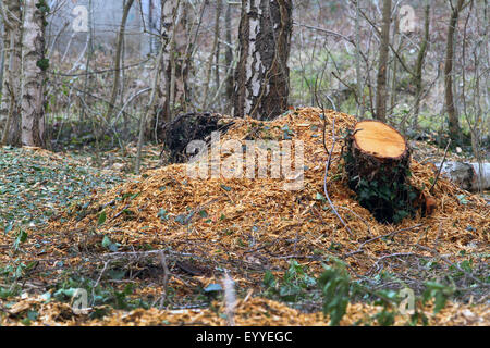 Il disboscamento di alberi singoli dopo la perdita di tempesta, Germania Foto Stock