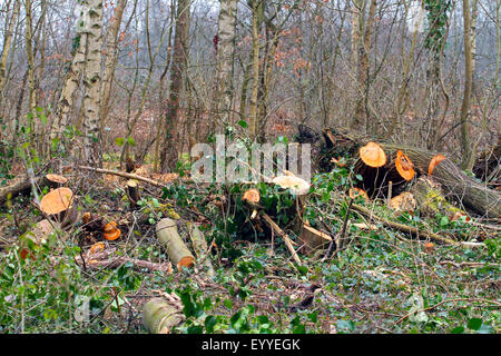 Il disboscamento di alberi singoli dopo la perdita di tempesta, Germania Foto Stock