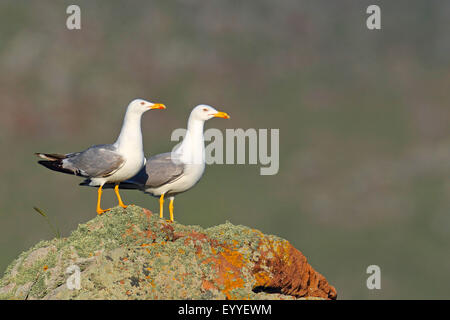 Giallo-zampe (gabbiano Larus michahellis, Larus cachinnans michahellis), coppia sorge su una roccia, Grecia, Lesbo Foto Stock