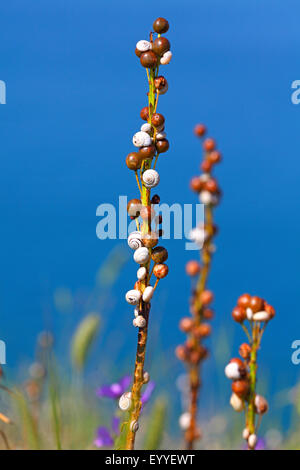 Lumaca sandhill, bianco gardensnail, Mediterraneo lumaca di sabbia, Mediterraneo bianco (lumaca Theba pisana), numerose le lumache si siedono a steli di piante, Bulgaria, Kaliakra Foto Stock