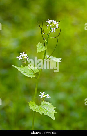 Aglio senape, Hedge aglio, Jack-per-il-Hedge (Alliaria petiolata), fioritura, Germania Foto Stock