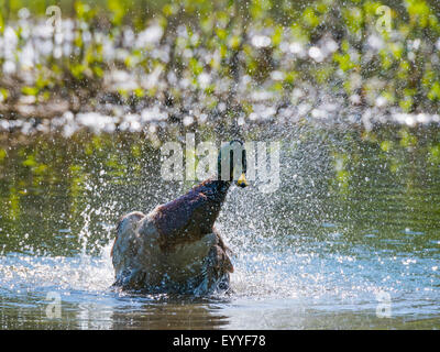 Il germano reale (Anas platyrhynchos), Drake la balneazione su un laghetto di moro, in Germania, in Renania settentrionale-Vestfalia Foto Stock