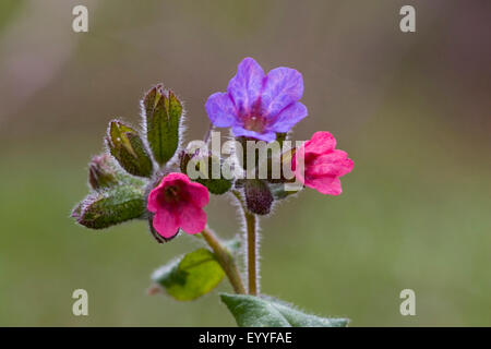 Comune (lungwort Pulmonaria officinalis), fiori, Germania Foto Stock