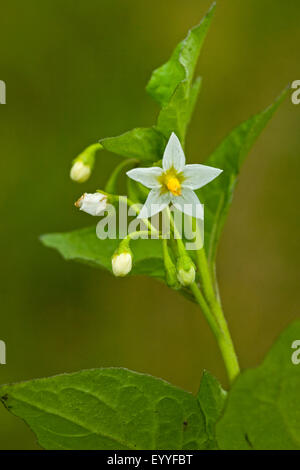 Comune di nightshade, erba morella (Solanum nigrum), infiorescenza, Germania Foto Stock