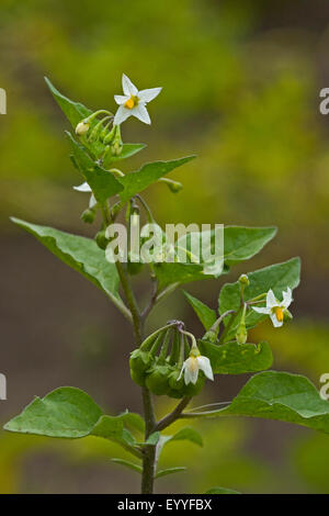 Comune di nightshade, erba morella (Solanum nigrum), infiorescenza, Germania Foto Stock