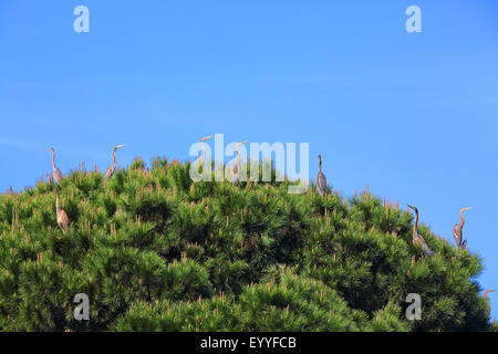 Airone rosso (Ardea purpurea), gregge in appoggio su di un albero di pino, Grecia, Lesbo Foto Stock