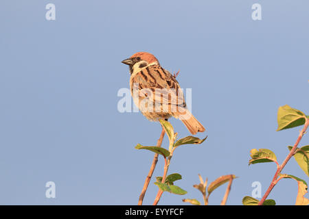 Adulto Eurasian Tree Sparrow a Bempton RSPB RISERVA Foto Stock