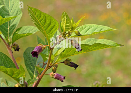 La mortale Nightshade (Atropa bella-donna, atropa belladonna), fioritura, Germania Foto Stock