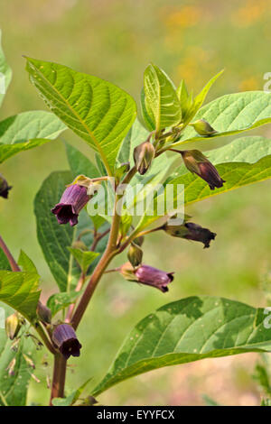 La mortale Nightshade (Atropa bella-donna, atropa belladonna), fioritura, Germania Foto Stock