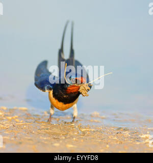 Barn swallow (Hirundo rustica), sorge a waterhole con materiale di nidificazione in bolletta, Bulgaria, Kaliakra Foto Stock