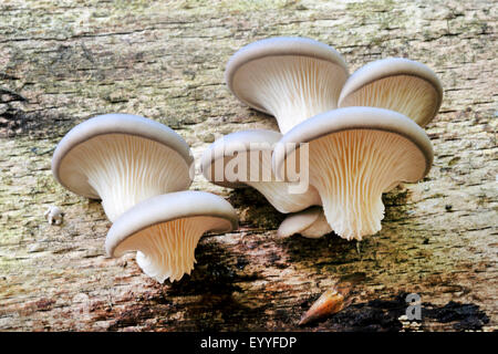 Oyster (fungo Pleurotus ostreatus), di corpi fruttiferi a deadwood, Germania Foto Stock