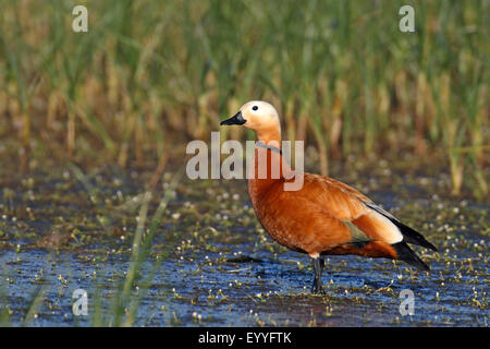 Casarca (Tadorna ferruginea, Casarca ferruginea), maschio si trova in acque poco profonde, Grecia, Lesbo Foto Stock